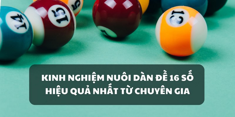 Cách nuôi dàn 16 con hiệu quả có lợi nhuận